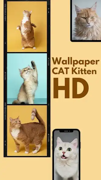 Play Cute Cat Wallpaper HD Kittens  and enjoy Cute Cat Wallpaper HD Kittens with UptoPlay
