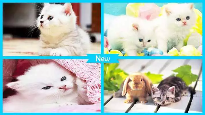 Play Cute Cat Wallpaper HD