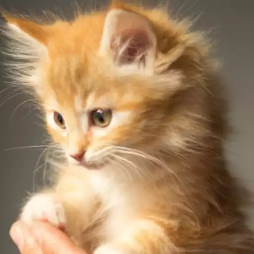 Play Cute Cat Wallpaper APK Play Cute Cat Wallpaper APK