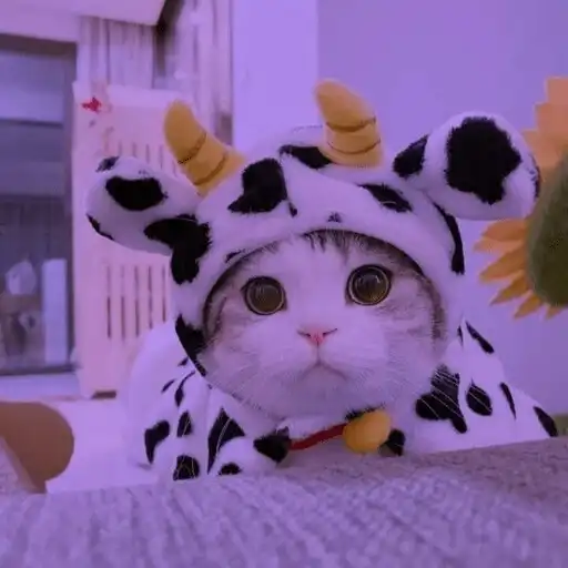 Play Cute cat wallpaper - kitten Hd APK Play Cute cat wallpaper - kitten Hd APK
