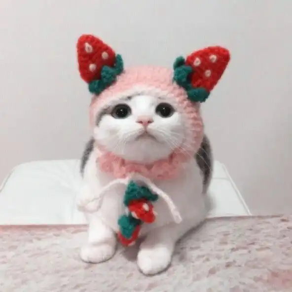 Play Cute cat wallpaper - kitten Hd  and enjoy Cute cat wallpaper - kitten Hd with UptoPlay