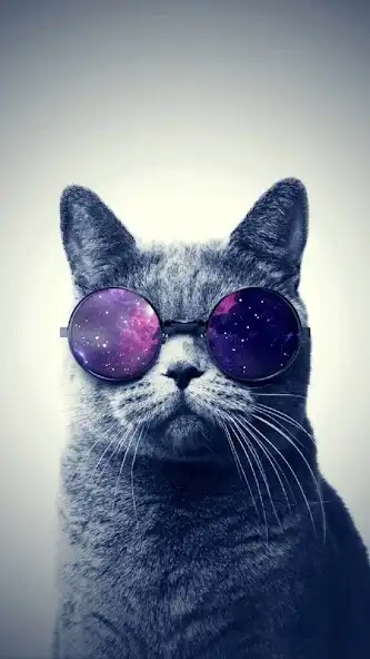 Play Cute cat wallpaper - kitten Hd as an online game Cute cat wallpaper - kitten Hd with UptoPlay