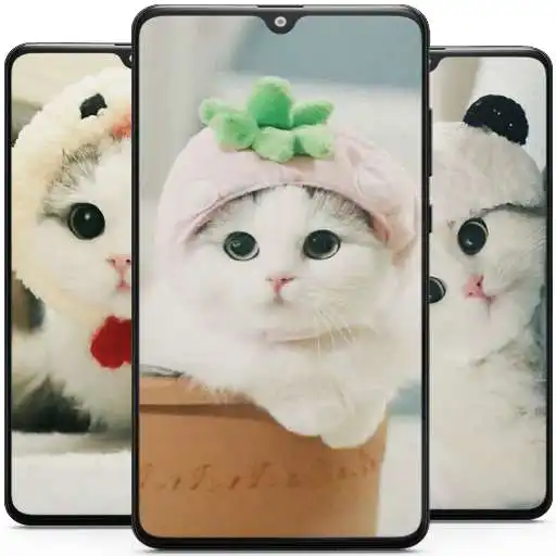 Play Cute Cat Wallpaper - Kitten Wallpapers APK