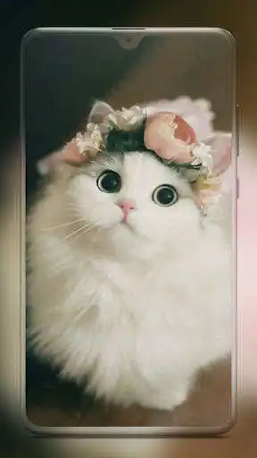 Play Cute Cat Wallpaper - Kitten Wallpapers  and enjoy Cute Cat Wallpaper - Kitten Wallpapers with UptoPlay