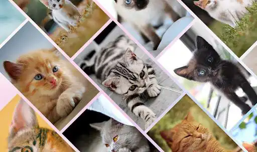 Play Cute Cat Wallpapers HD Free Kitten Backgrounds 4K  and enjoy Cute Cat Wallpapers HD Free Kitten Backgrounds 4K with UptoPlay