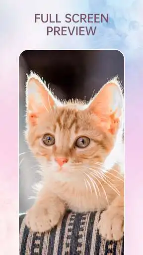 Play Cute Cat Wallpapers HD Free Kitten Backgrounds 4K as an online game Cute Cat Wallpapers HD Free Kitten Backgrounds 4K with UptoPlay