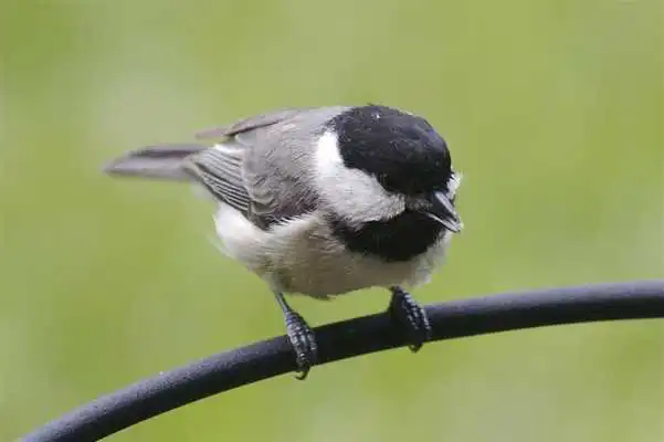Play Cute Chickadees Wallpapers Play Cute Chickadees Wallpapers