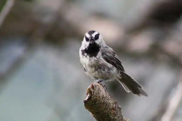 Play Cute Chickadees Wallpapers Play Cute Chickadees Wallpapers