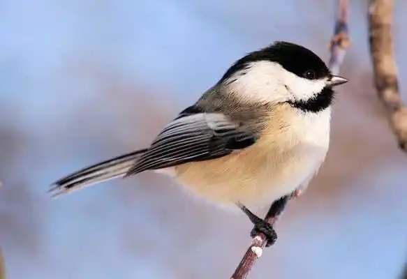 Play Cute Chickadees Wallpapers Play Cute Chickadees Wallpapers