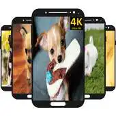 Free play online Cute Chihuahua Wallpapers APK