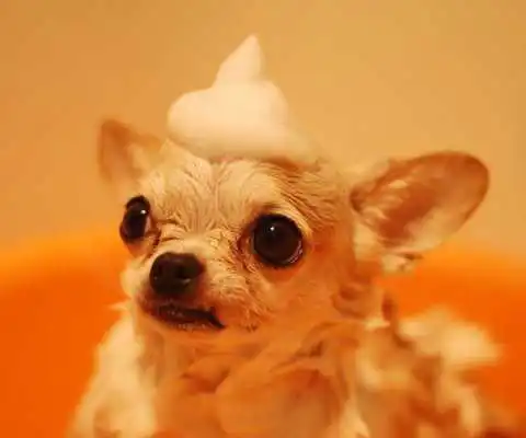 Play Cute Chihuahua Wallpapers