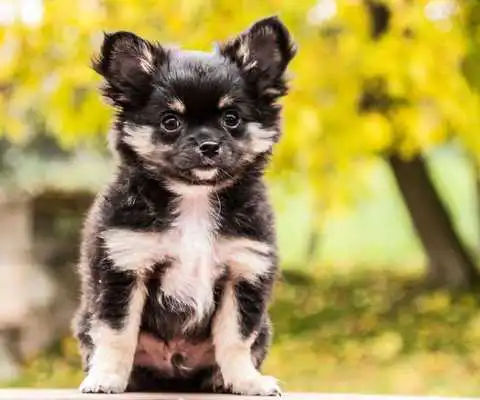 Play Cute Chihuahua Wallpapers
