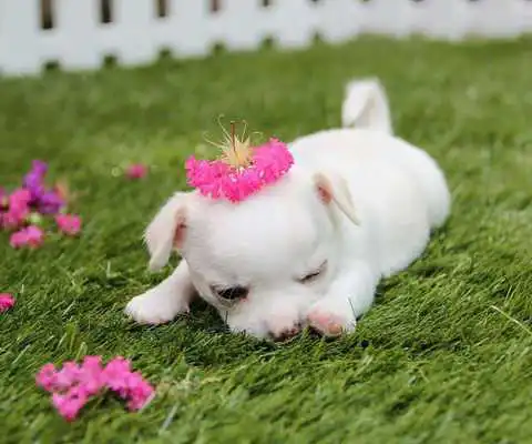 Play Cute Chihuahua Wallpapers