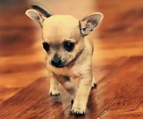 Play Cute Chihuahua Wallpapers