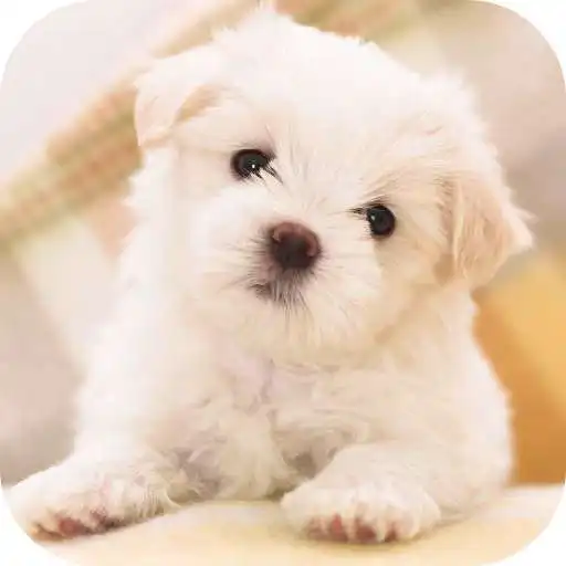 Play Cute Dog Licks Screen HD LWP APK Play Cute Dog Licks Screen HD LWP APK