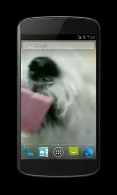 Play Cute Dog Licks Screen HD LWP as an online game Cute Dog Licks Screen HD LWP with UptoPlay