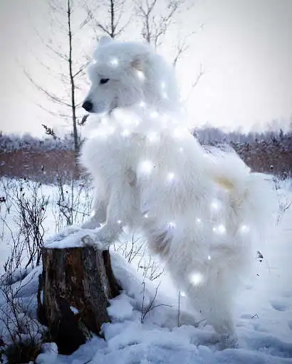 Play Cute Dog Live Wallpaper