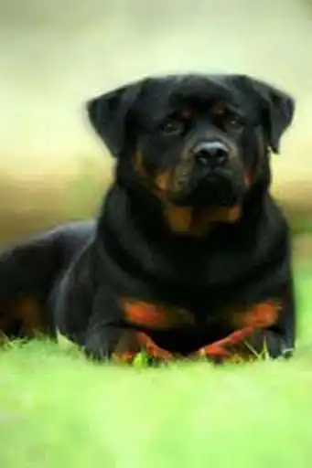 Play Cute Dog Live Wallpaper