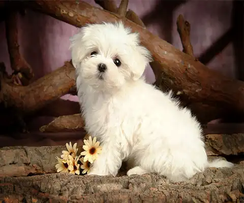 Play Cute Dog Live Wallpaper