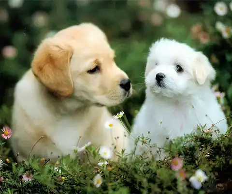 Play Cute Dog Live Wallpaper
