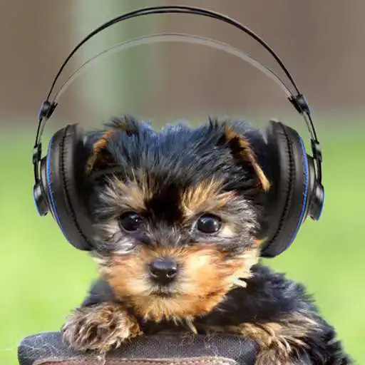 Run free android online Cute dog, puppy APK Run free android online Cute dog, puppy APK