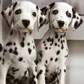 Free play online Cute dogs HD APK Free play online Cute dogs HD APK