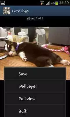 Play Cute dogs HD