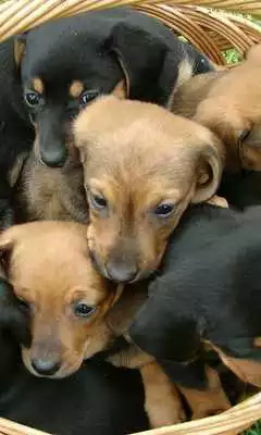 Play Cute dogs HD