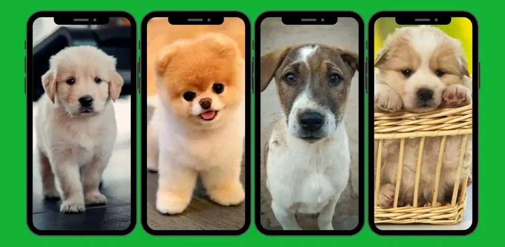 Play Cute Dogs HD Wallpaper  and enjoy Cute Dogs HD Wallpaper with UptoPlay