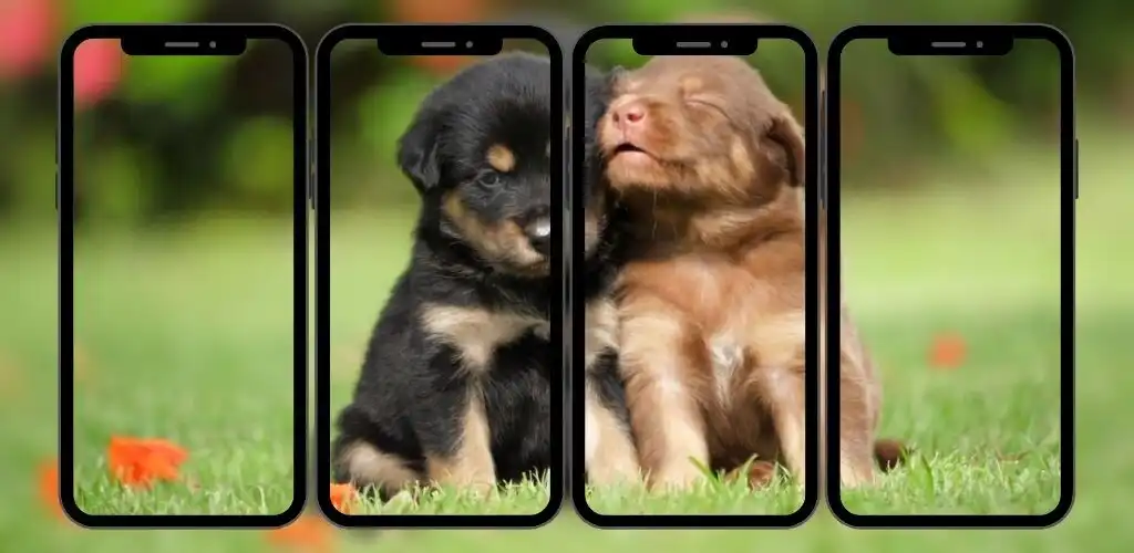 Play Cute Dogs HD Wallpaper as an online game Cute Dogs HD Wallpaper with UptoPlay