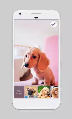 Play Cute Dogs Labrador HD AppLock Security