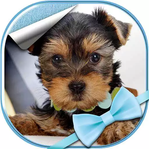 Run free android online Cute Dogs Live Wallpaper APK Run free android online Cute Dogs Live Wallpaper APK