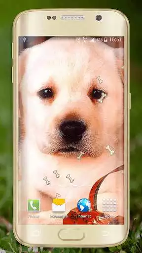 Play APK Cute Dogs Live Wallpaper  and enjoy Cute Dogs Live Wallpaper with UptoPlay com.Dogwallpaper