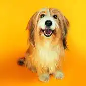 Free play online Cute Dogs Live Wallpapers APK Free play online Cute Dogs Live Wallpapers APK