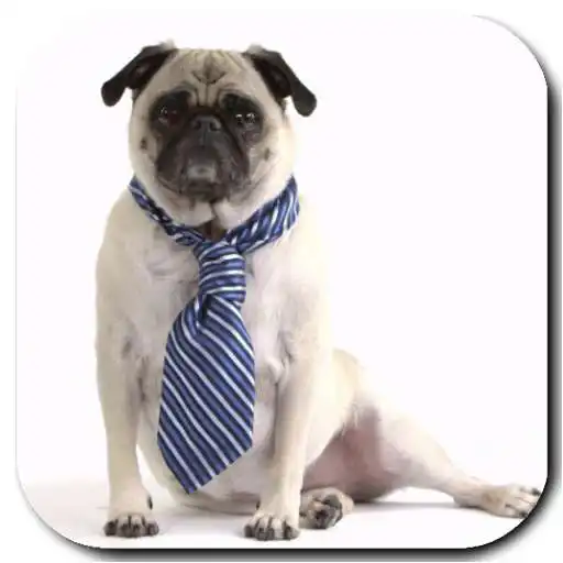 Play Cute Dog Video Live Wallpaper APK Play Cute Dog Video Live Wallpaper APK