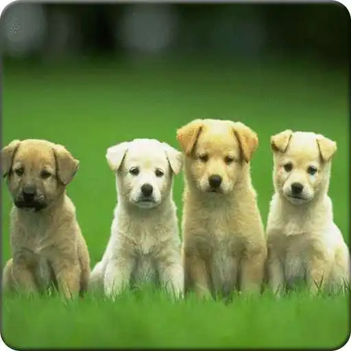 Play Cute Dog Wallpaper HD APK Play Cute Dog Wallpaper HD APK