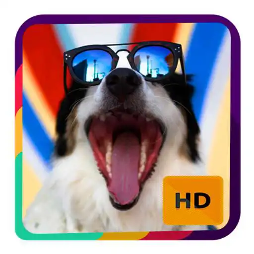 Play Cute Dog Wallpapers HD APK Play Cute Dog Wallpapers HD APK