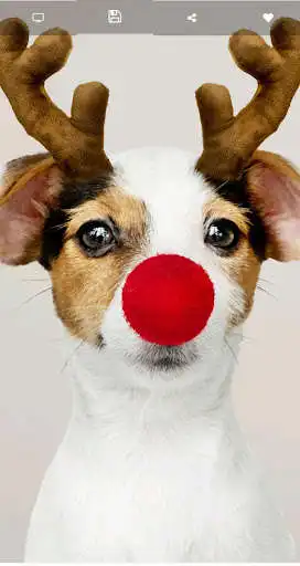 Play Cute Dog Wallpapers HD as an online game Cute Dog Wallpapers HD with UptoPlay