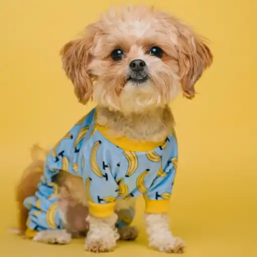 Play Cute dog wallpapers puppy APK