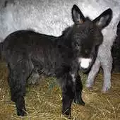 Free play online Cute Donkeys Live Wallpapers! APK