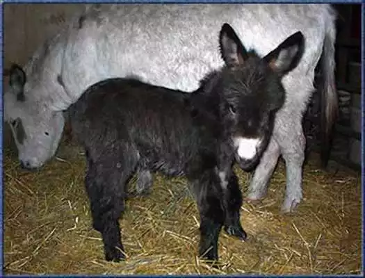 Play Cute Donkeys Live Wallpapers!