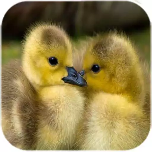 Free play online Cute Ducks Live Wallpaper APK Free play online Cute Ducks Live Wallpaper APK