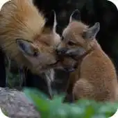 Free play online Cute Fox Pack 2 Wallpaper APK