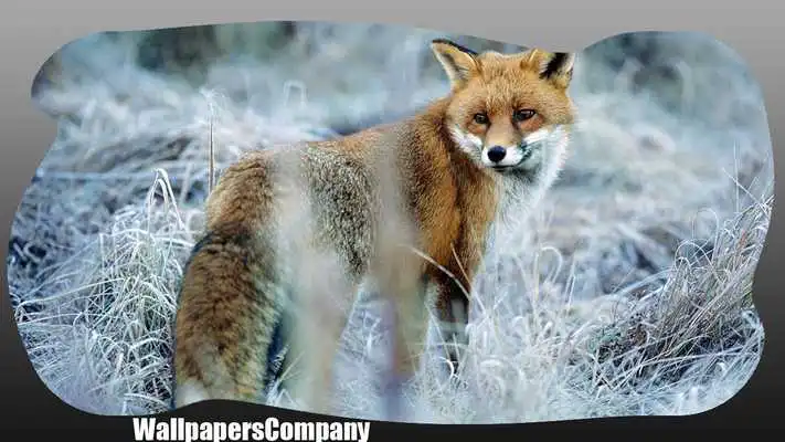 Play Cute Fox Pack 2 Wallpaper