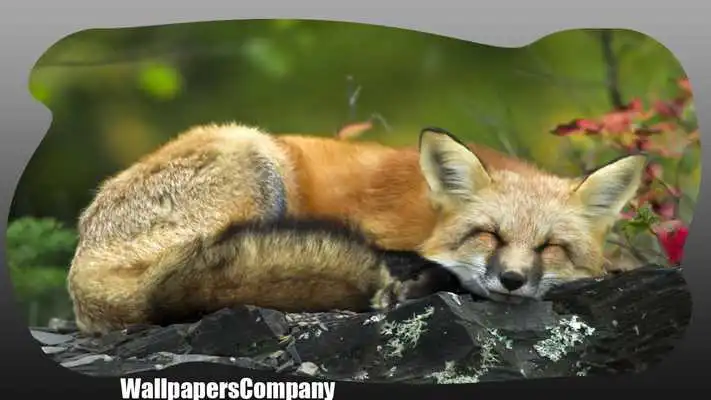 Play Cute Fox Pack 2 Wallpaper