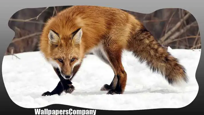 Play Cute Fox Pack 2 Wallpaper