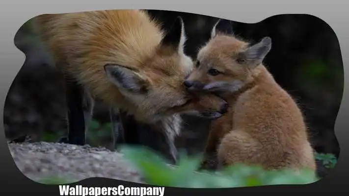 Play Cute Fox Pack 2 Wallpaper