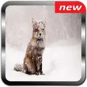 Free play online Cute Fox Wallpapers APK