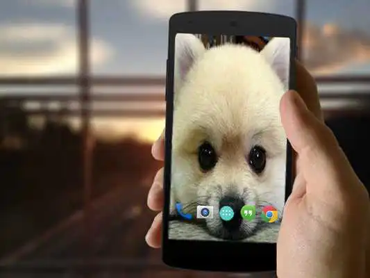 Play Cute Fox Wallpapers