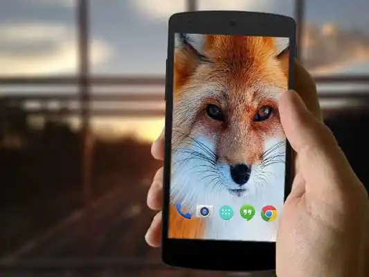 Play Cute Fox Wallpapers